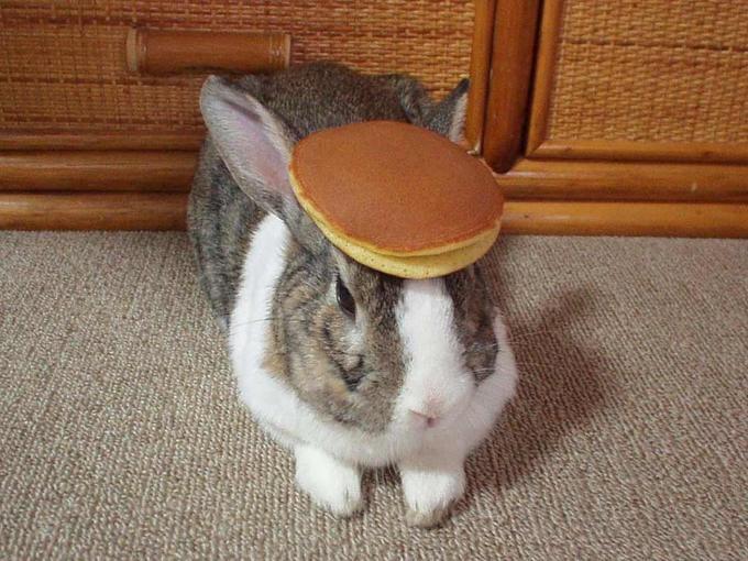 pancake_bunny.jpg?1249339142.jpg