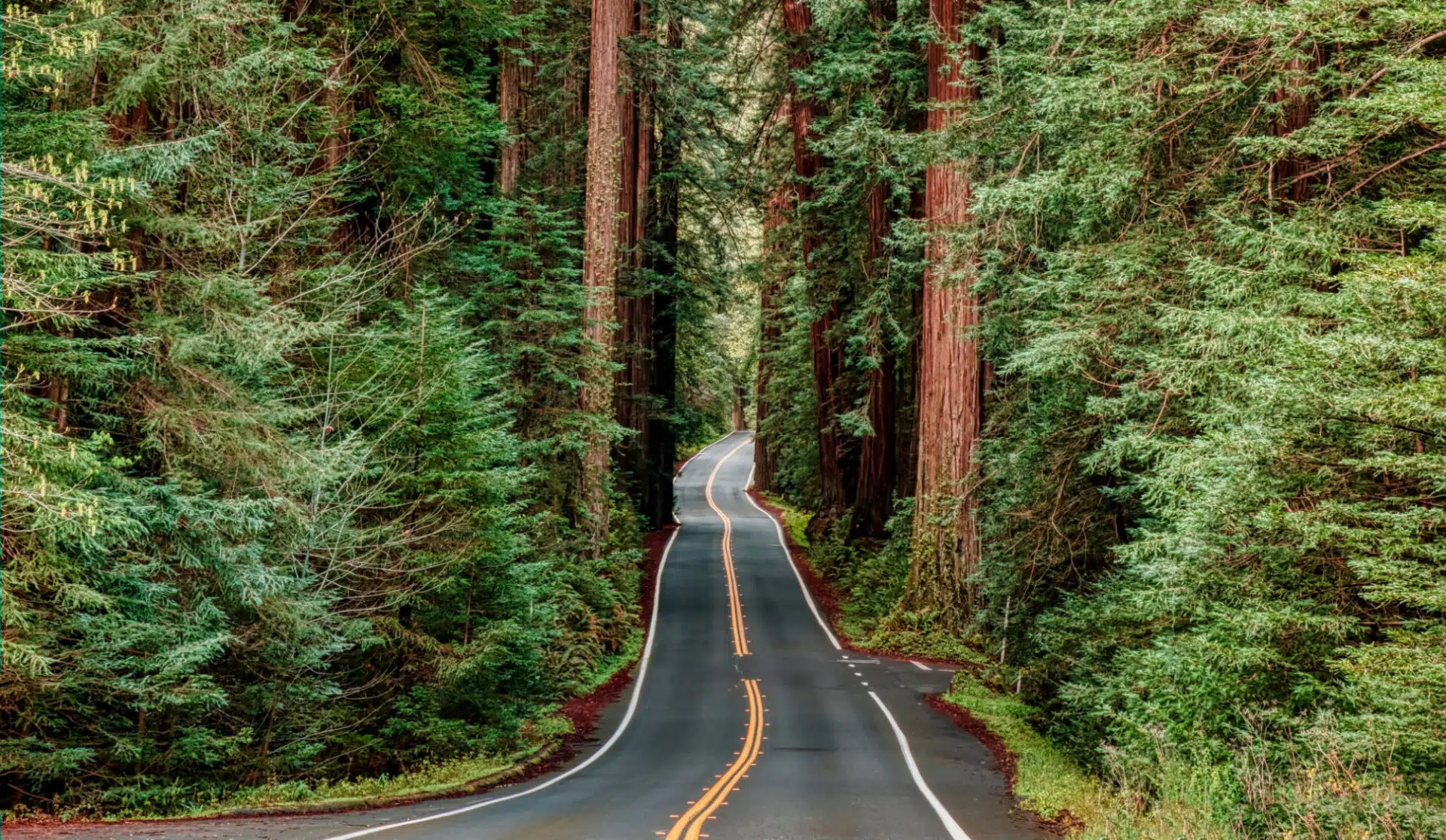 redwoods-1920x1116.jpg.webp