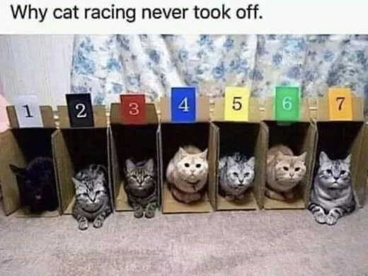 why-cat-racing-never-took-off-remain-in-boxes-open.jpg