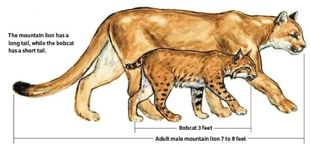 mtnlion-bobcat.webp