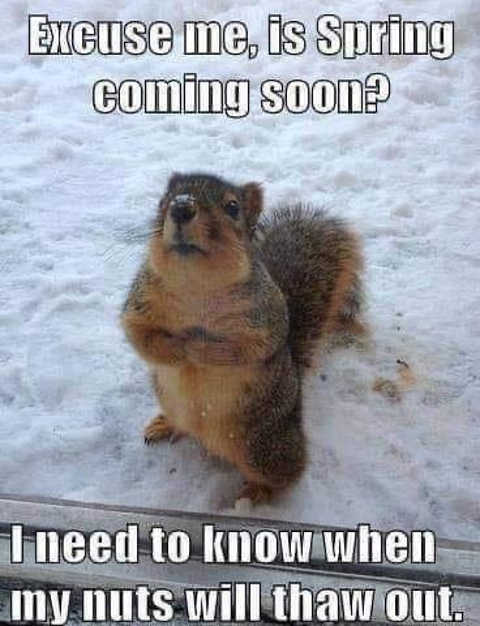 is-spring-coming-soon-uts-will-thaw-out-squirrel.jpg