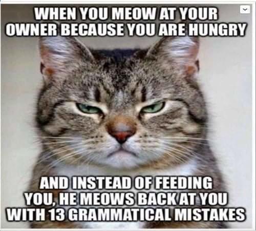 cat-when-you-meow-at-owner-meows-back-grammatical-mistakes.jpg