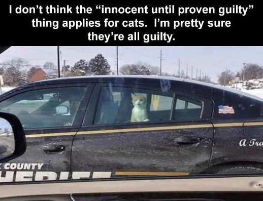 no-cats-innocent-until-proven-guilty-cop-car.jpg