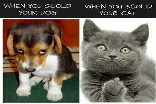 when-you-scold-your-dog-compared-to-when-you-scold-your-cat.jpg